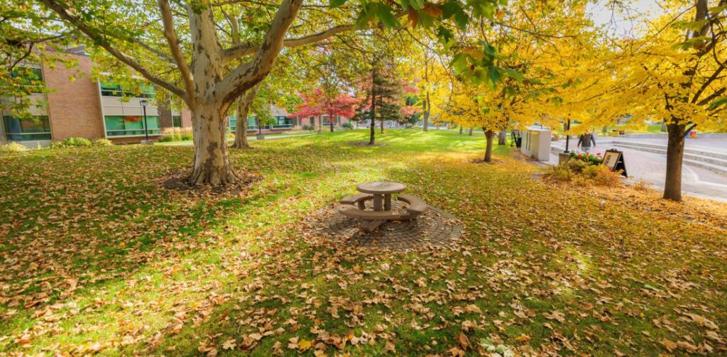 Autumn leaves around a table and trees.