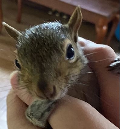 Aarin's squirrel